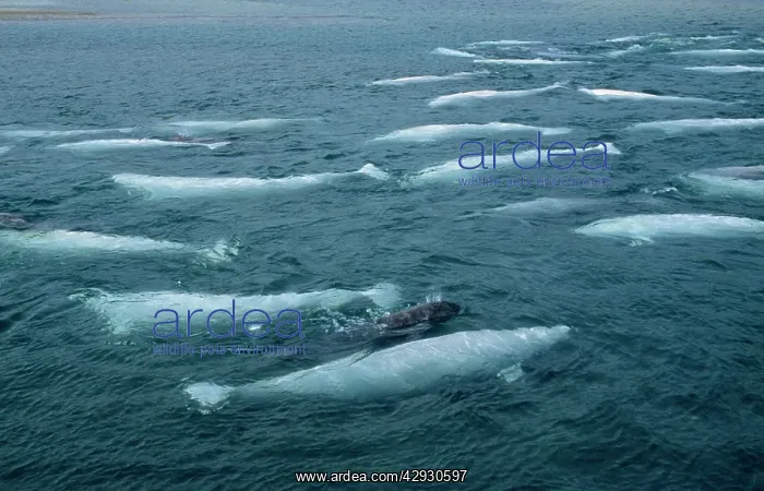 : Beluga / White WHALE - pod with calf : Beluga / White WHALE - pod with calf