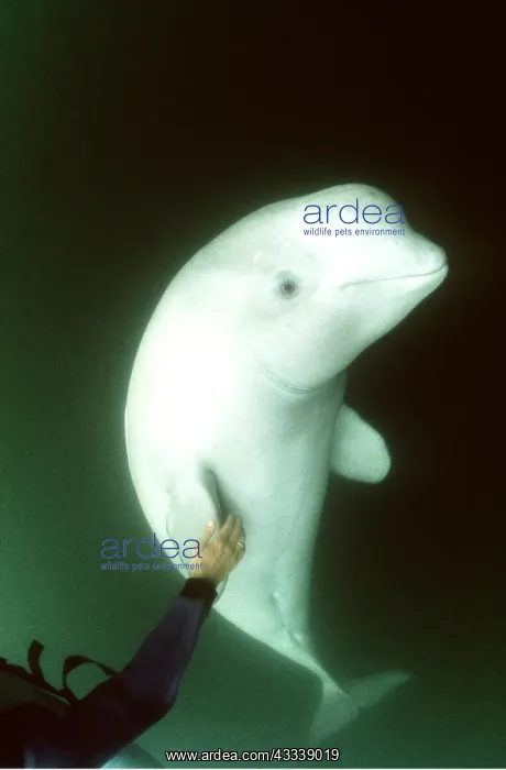 : Beluga / White Whale - scuba diver touches fin : Beluga / White Whale - scuba diver touches fin