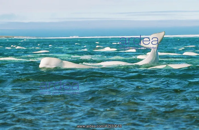 : Beluga / White WHALE - showing tail : Beluga / White WHALE - showing tail