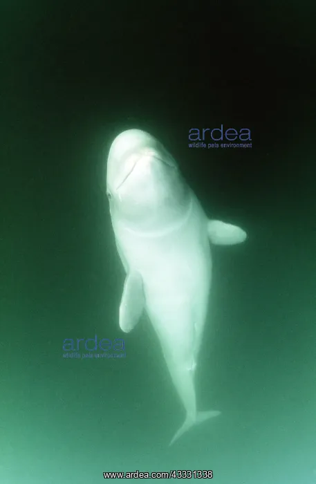 : BELUGA / White WHALE - SWIMS UPWARD : BELUGA / White WHALE - SWIMS UPWARD