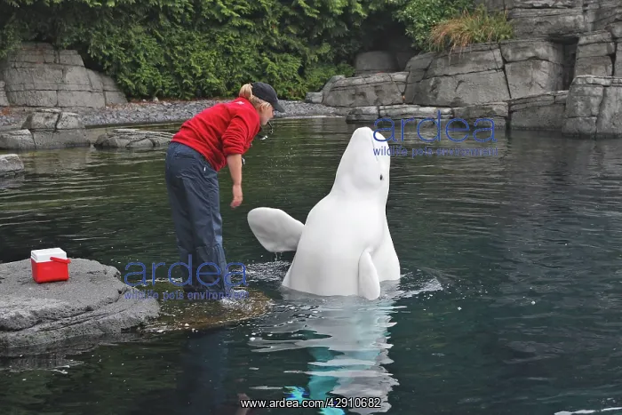 : Beluga / White Whale - with trainer : Beluga / White Whale - with trainer