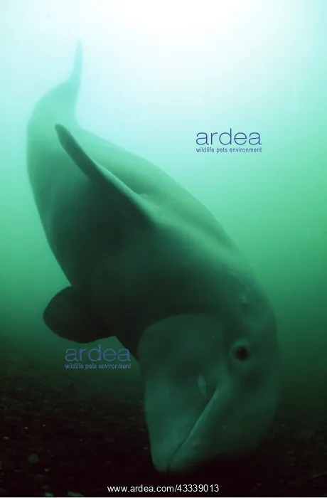 : Beluga / White Whale - underwater : Beluga / White Whale - underwater