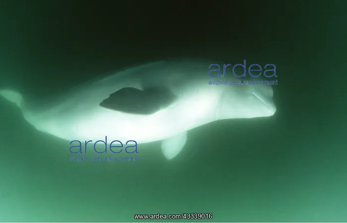 : Beluga / White Whale - underwater : Beluga / White Whale - underwater