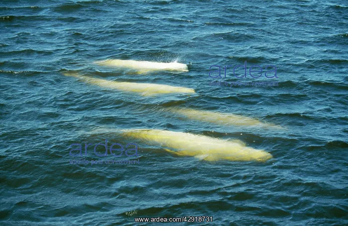 : Beluga / White WHALES - X4 : Beluga / White WHALES - X4
