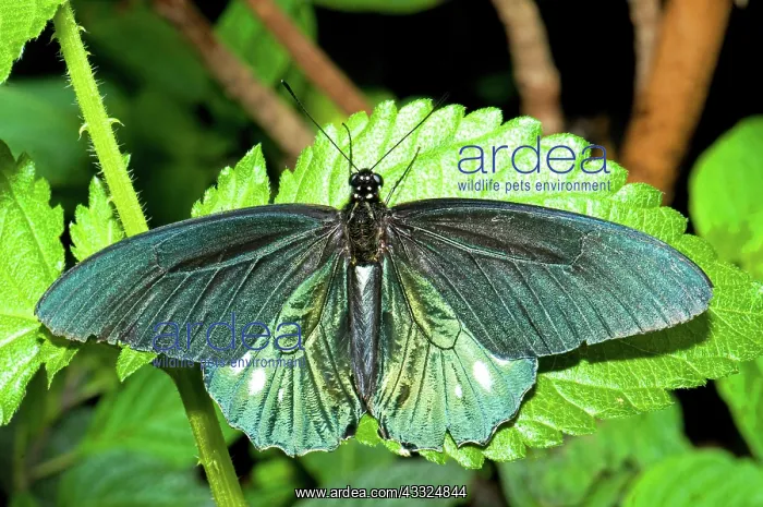 : Belus Swallowtail : Belus Swallowtail
