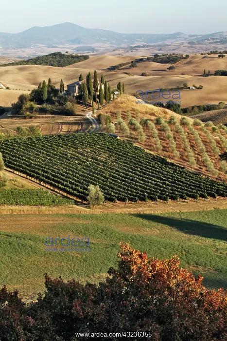  : Belvedere House, Olive trees, and vineyards