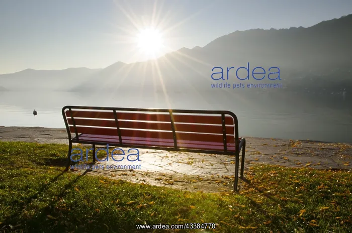 : Bench in backlit with sunbeam on the foggy lake : Bench in backlit with sunbeam on the foggy lake