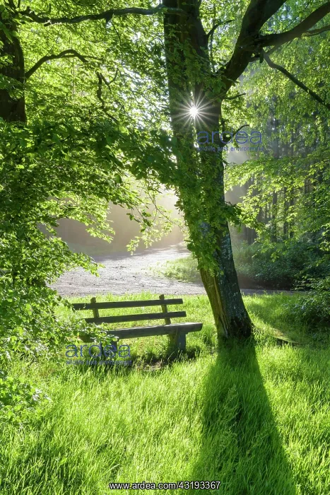 : Bench in forest with sun, spring, Vielbrunn, Odenwald : Bench in forest with sun, spring, Vielbrunn, Odenwald