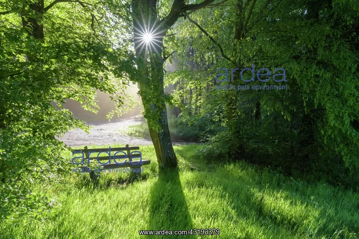 : Bench in forest with sun, spring, Vielbrunn, Odenwald : Bench in forest with sun, spring, Vielbrunn, Odenwald