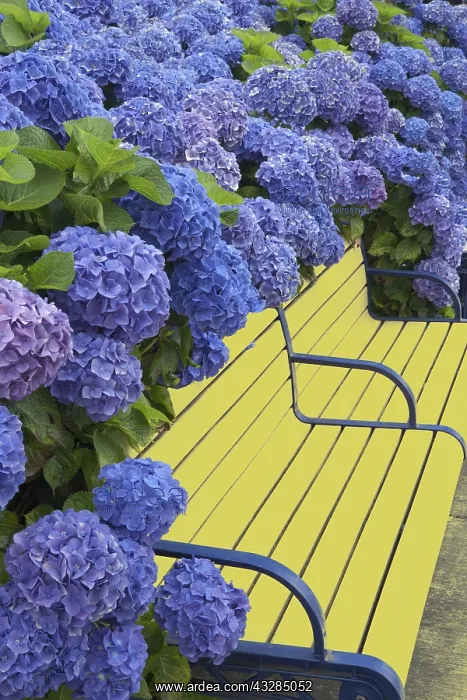 : Bench surrounded with blooming Blue Bonnet hydrangea : Bench surrounded with blooming Blue Bonnet hydrangea