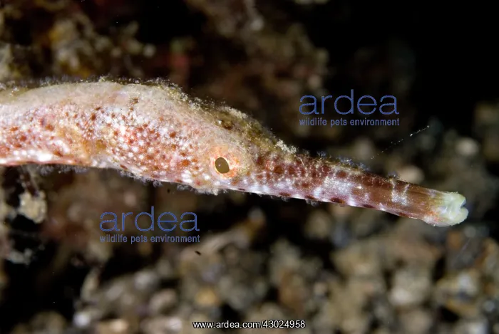  : Bend Stick Pipefish