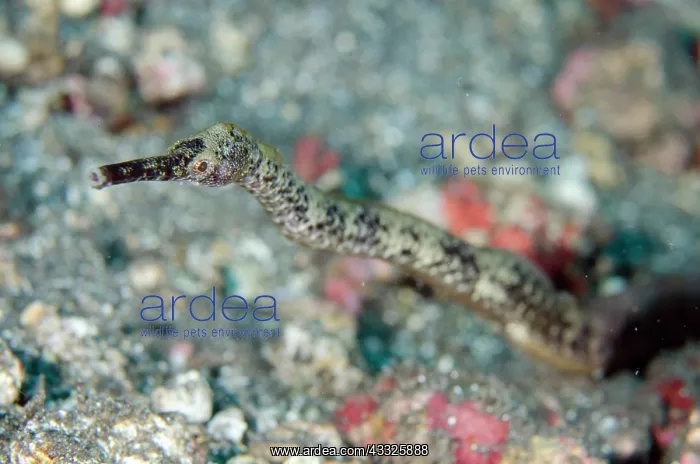 : Bend Stick Pipefish - Pyramids dive site, Amed : Bend Stick Pipefish - Pyramids dive site, Amed