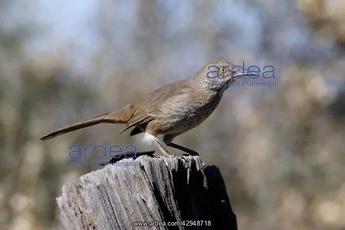  : Bendire's Thrasher
