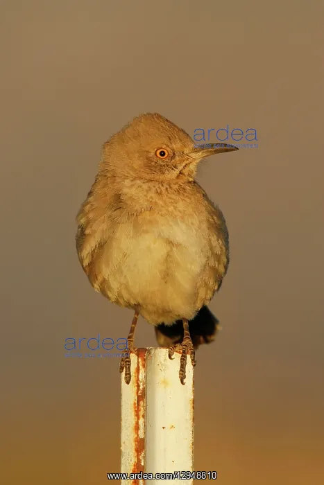 : Bendire's Thrasher : Bendire's Thrasher