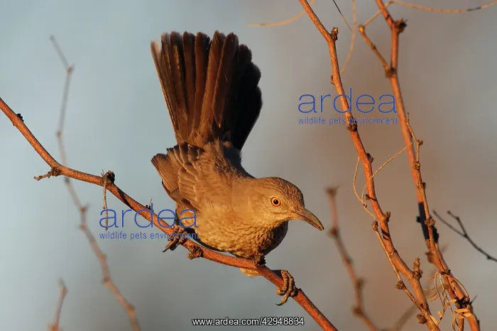 : Bendire's Thrasher : Bendire's Thrasher
