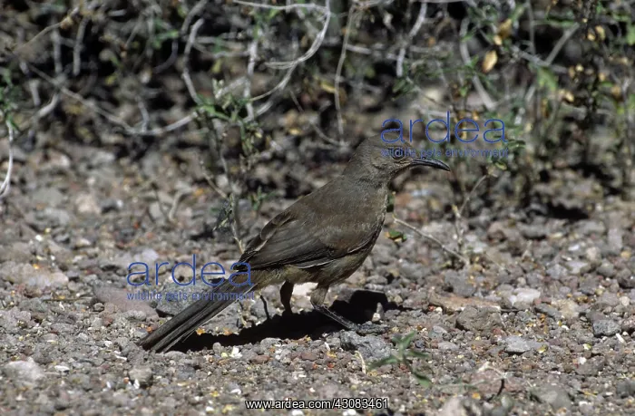  : Bendire's Thrasher