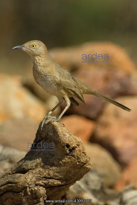 : Bendire's Thrasher (Toxostoma bendirei) : Bendire's Thrasher (Toxostoma bendirei)