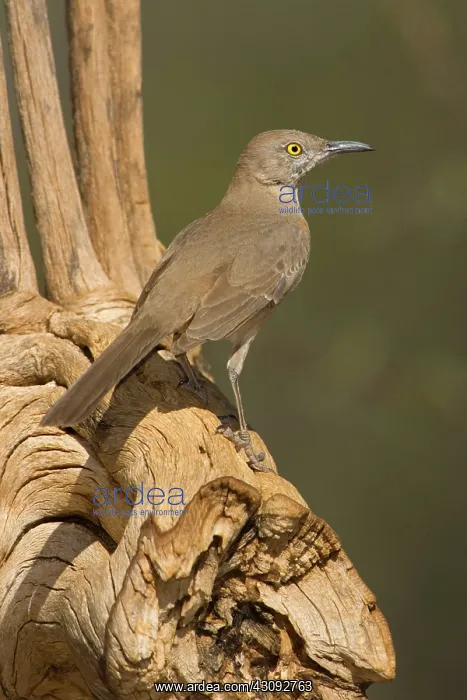 : Bendire's Thrasher (Toxostoma bendirei) : Bendire's Thrasher (Toxostoma bendirei)