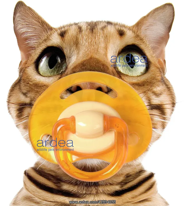: Bengal Brown Spotted Cat - with dummy in mouth : Bengal Brown Spotted Cat - with dummy in mouth