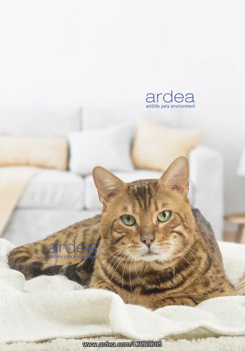  : Bengal Cat