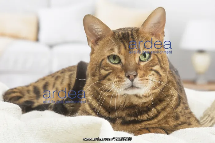  : Bengal Cat