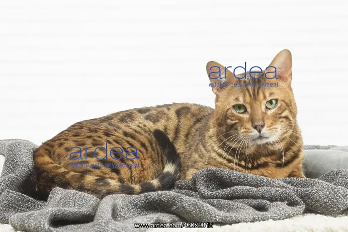  : Bengal Cat