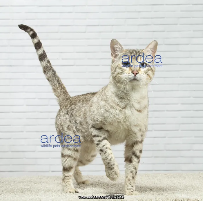  : Bengal Cat