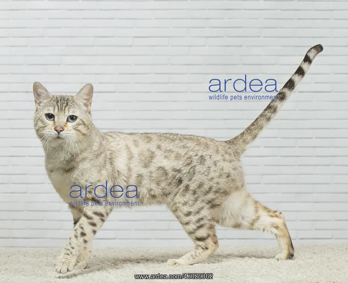  : Bengal Cat