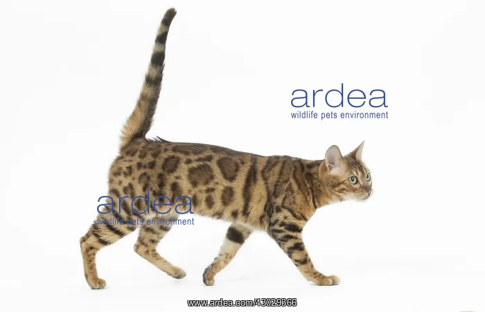  : Bengal Cat