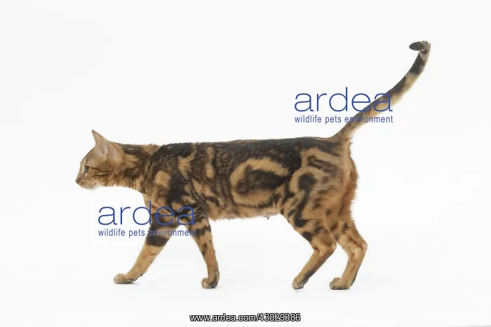  : Bengal Cat