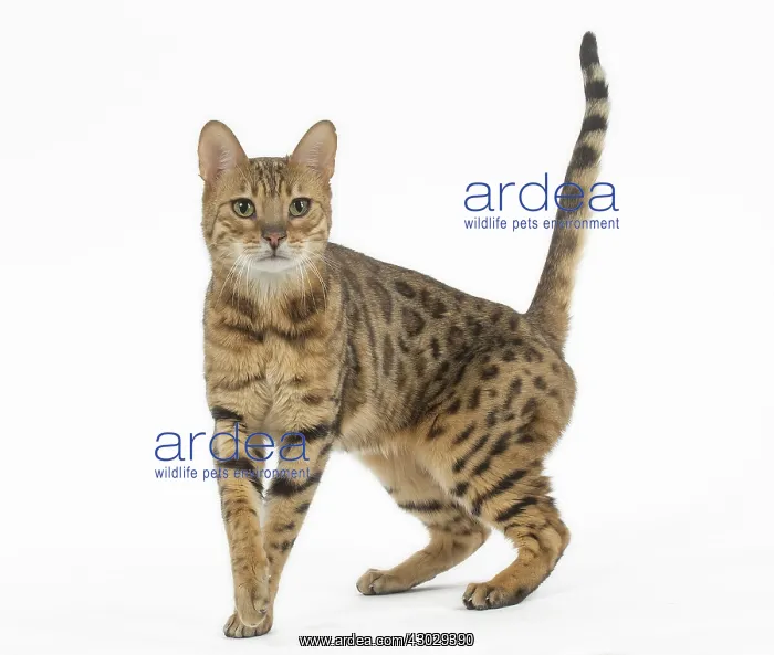  : Bengal Cat