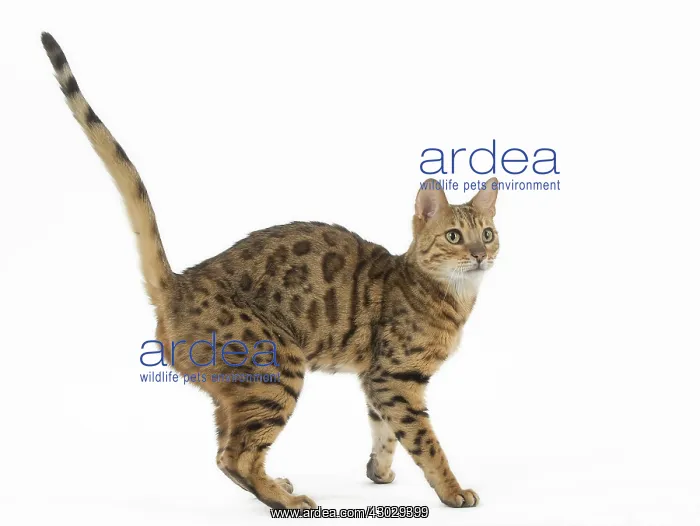 : Bengal Cat : Bengal Cat
