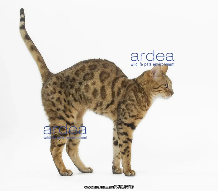 : Bengal Cat : Bengal Cat
