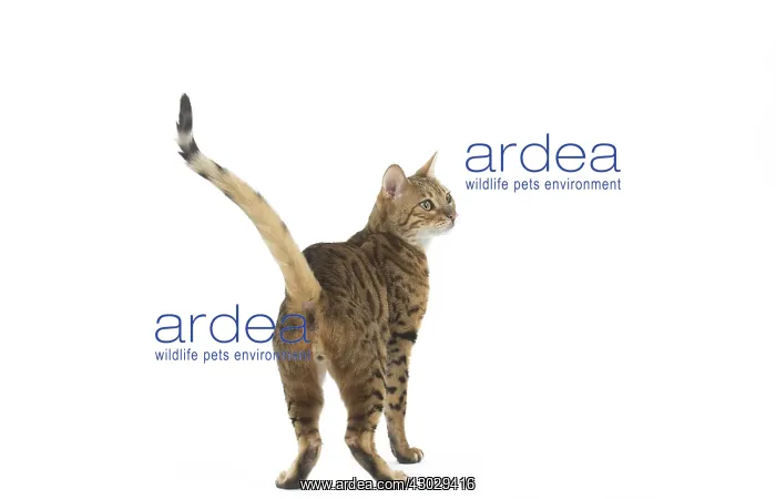  : Bengal Cat
