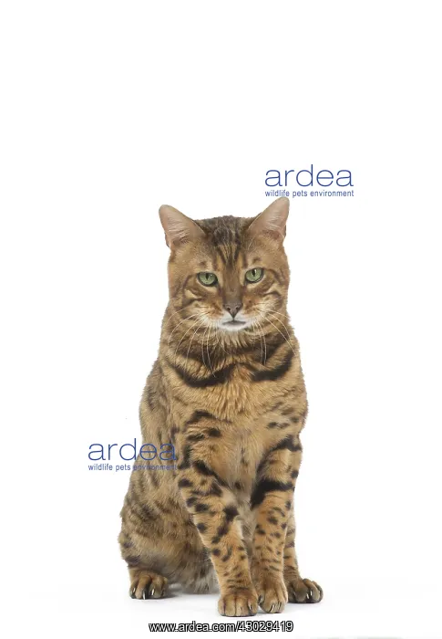  : Bengal Cat