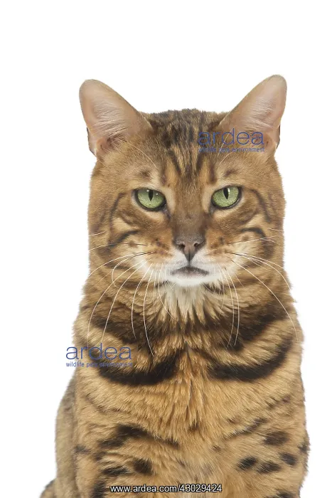 : Bengal Cat