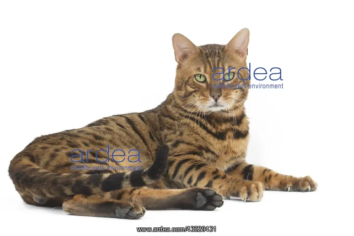  : Bengal Cat
