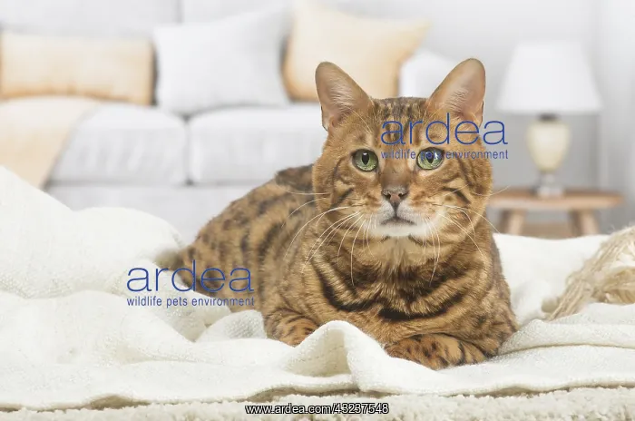  : Bengal Cat