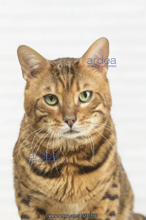  : Bengal Cat