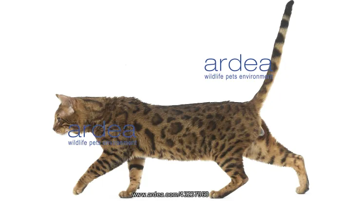 : Bengal Cat : Bengal Cat