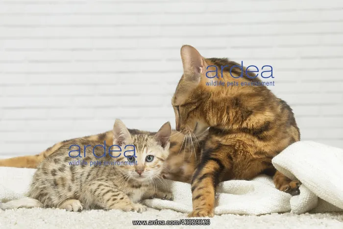  : Bengal Cat, adult and kitten