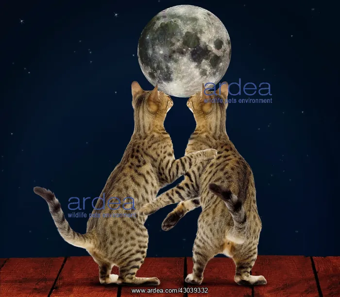  : Bengal Cat two embracing gazing at the moon