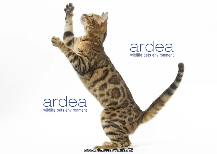 : Bengal Cat, on hind legs : Bengal Cat, on hind legs
