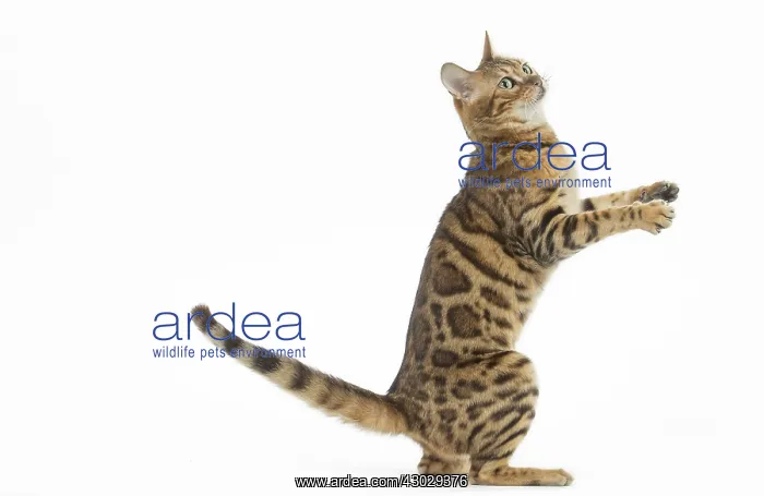 : Bengal Cat, on hind legs : Bengal Cat, on hind legs