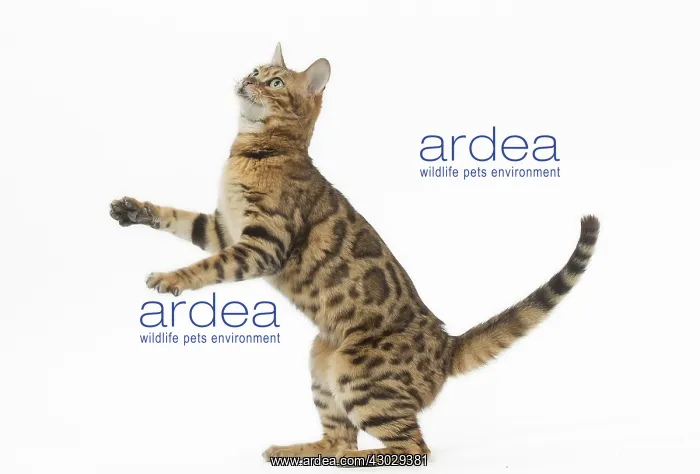 : Bengal Cat, on hind legs : Bengal Cat, on hind legs