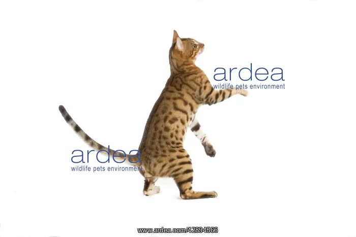  : Bengal Cat - on hind legs in studio