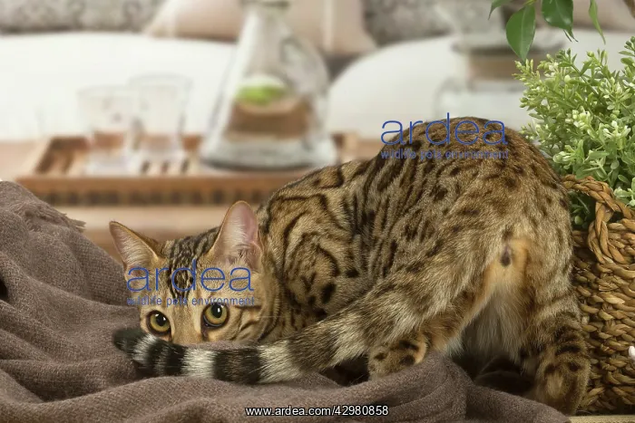 : Bengal cat indoors : Bengal cat indoors