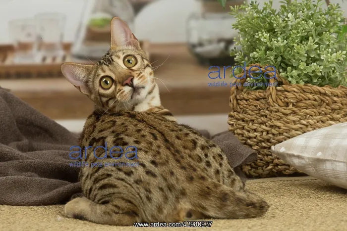 : Bengal cat indoors : Bengal cat indoors