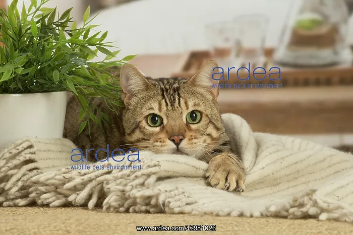 : Bengal cat indoors : Bengal cat indoors