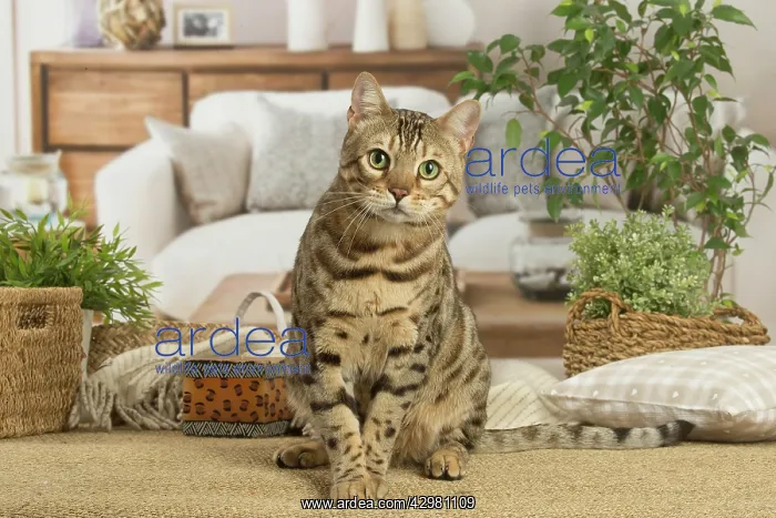 : Bengal cat indoors : Bengal cat indoors